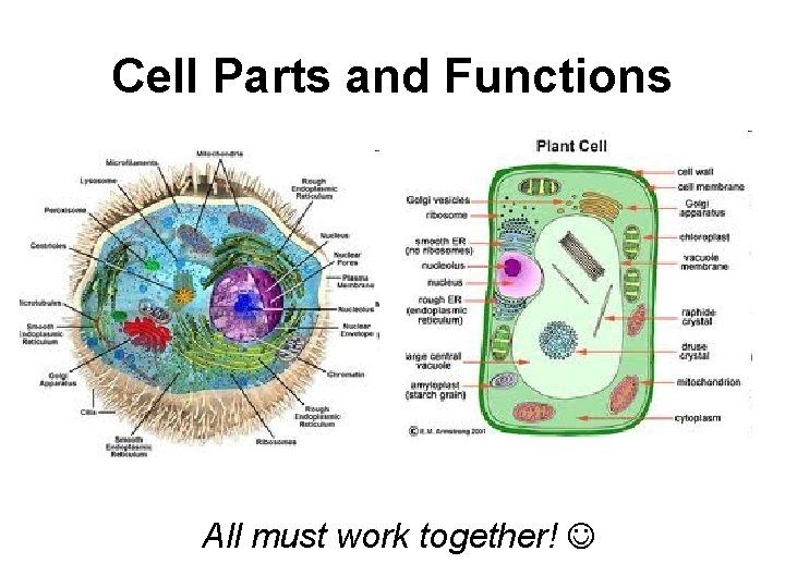 Cell Parts and Functions All must work together! 