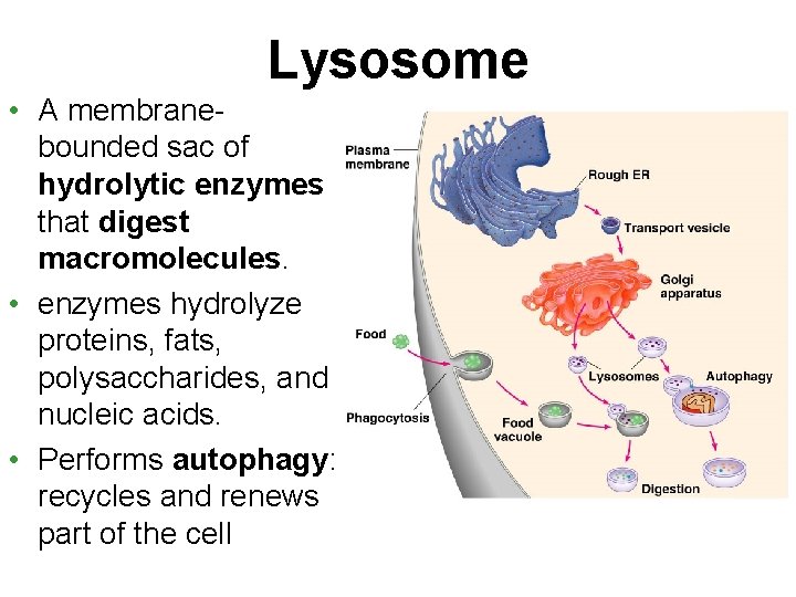 Lysosome • A membranebounded sac of hydrolytic enzymes that digest macromolecules. • enzymes hydrolyze