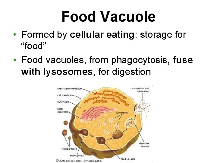 Food Vacuole • Formed by cellular eating: storage for “food” • Food vacuoles, from