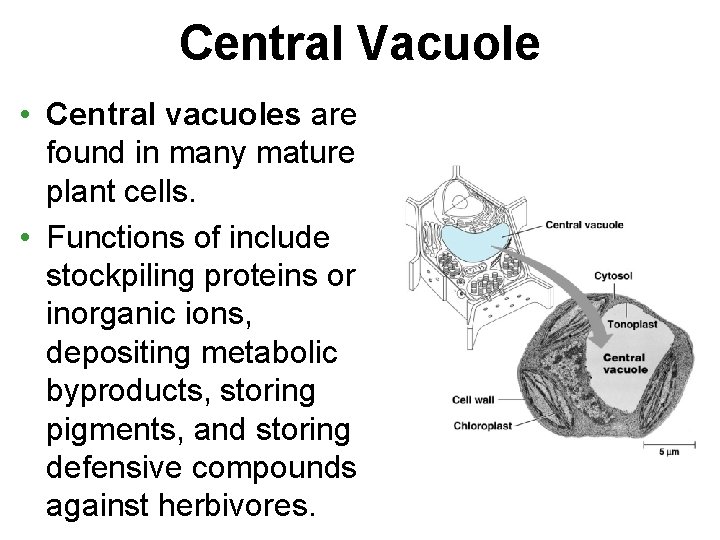 Central Vacuole • Central vacuoles are found in many mature plant cells. • Functions