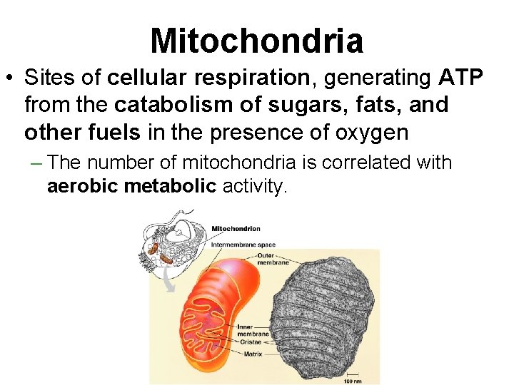 Mitochondria • Sites of cellular respiration, generating ATP from the catabolism of sugars, fats,