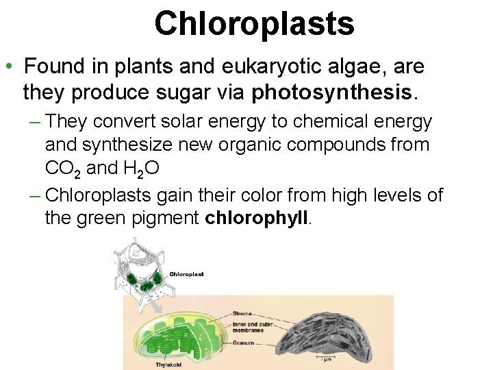 Chloroplasts • Found in plants and eukaryotic algae, are they produce sugar via photosynthesis.