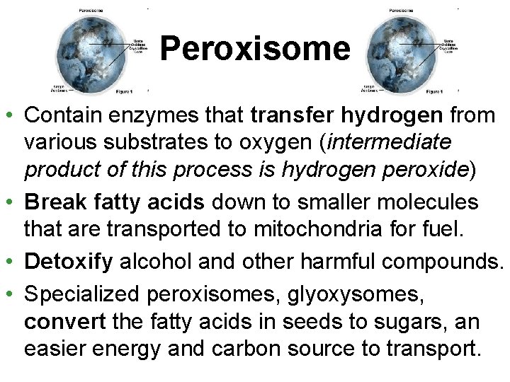 Peroxisome • Contain enzymes that transfer hydrogen from various substrates to oxygen (intermediate product