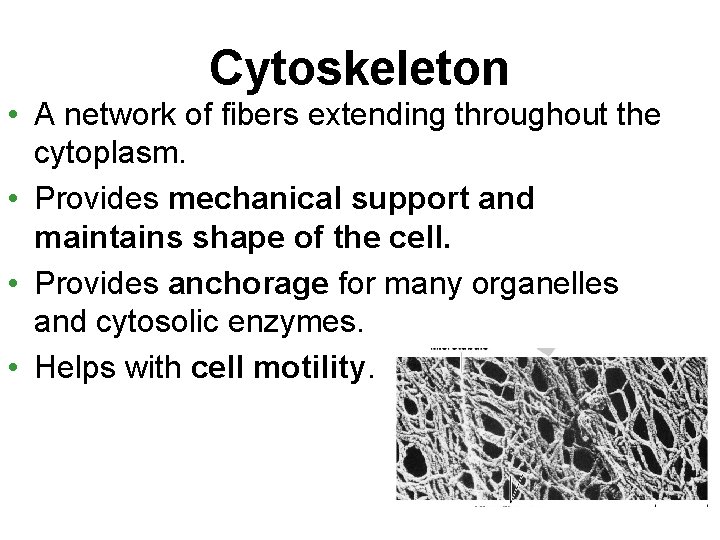 Cytoskeleton • A network of fibers extending throughout the cytoplasm. • Provides mechanical support