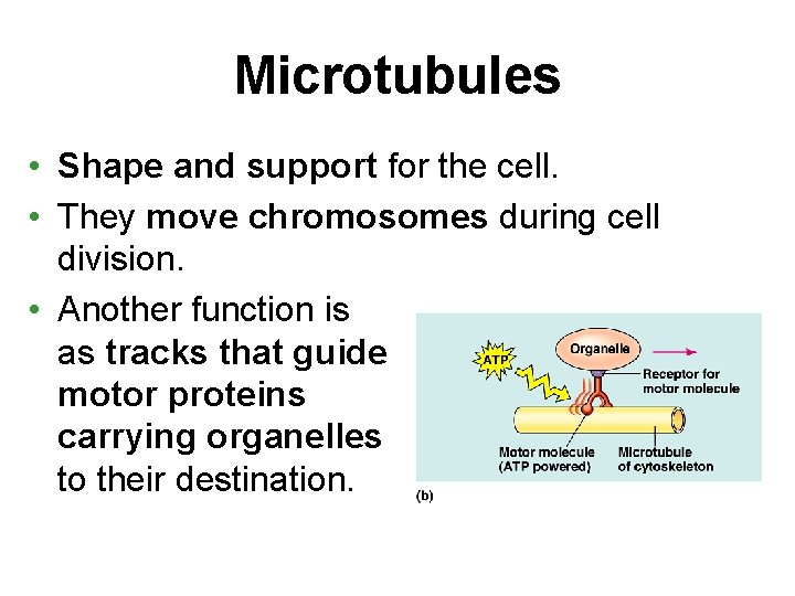 Microtubules • Shape and support for the cell. • They move chromosomes during cell