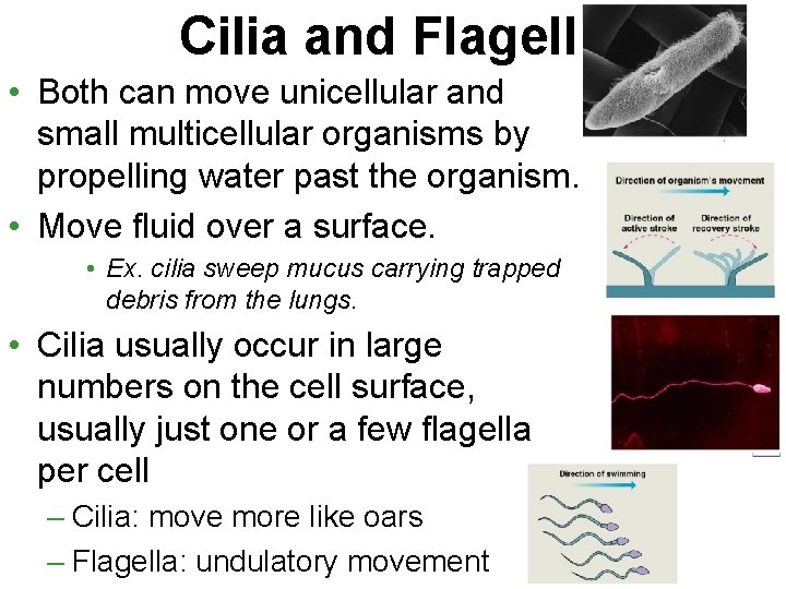 Cilia and Flagella • Both can move unicellular and small multicellular organisms by propelling