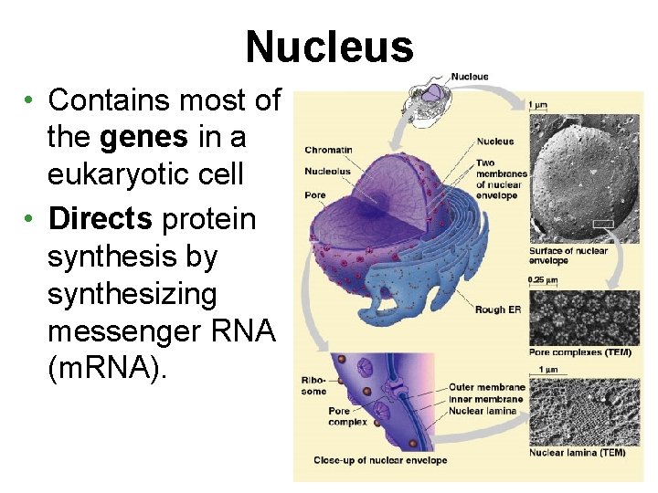 Nucleus • Contains most of the genes in a eukaryotic cell • Directs protein