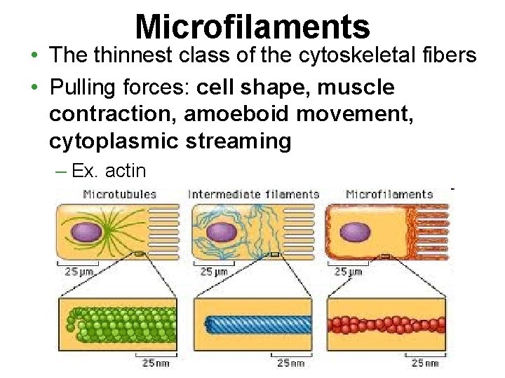 Microfilaments • The thinnest class of the cytoskeletal fibers • Pulling forces: cell shape,