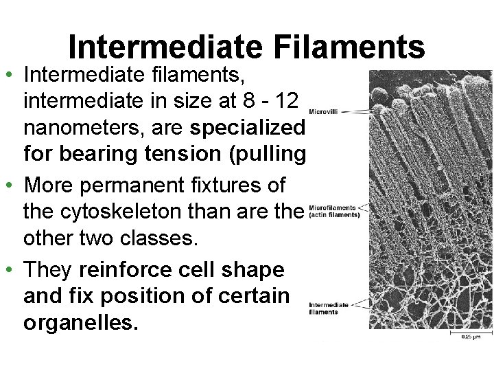 Intermediate Filaments • Intermediate filaments, intermediate in size at 8 - 12 nanometers, are