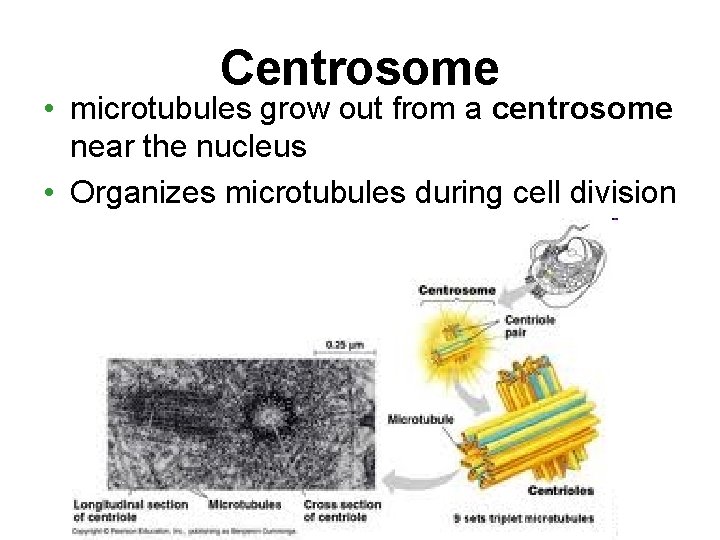 Centrosome • microtubules grow out from a centrosome near the nucleus • Organizes microtubules