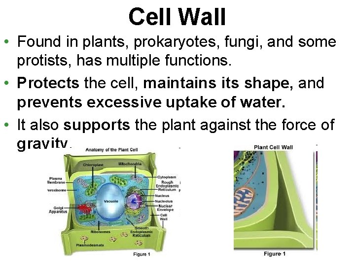 Cell Wall • Found in plants, prokaryotes, fungi, and some protists, has multiple functions.