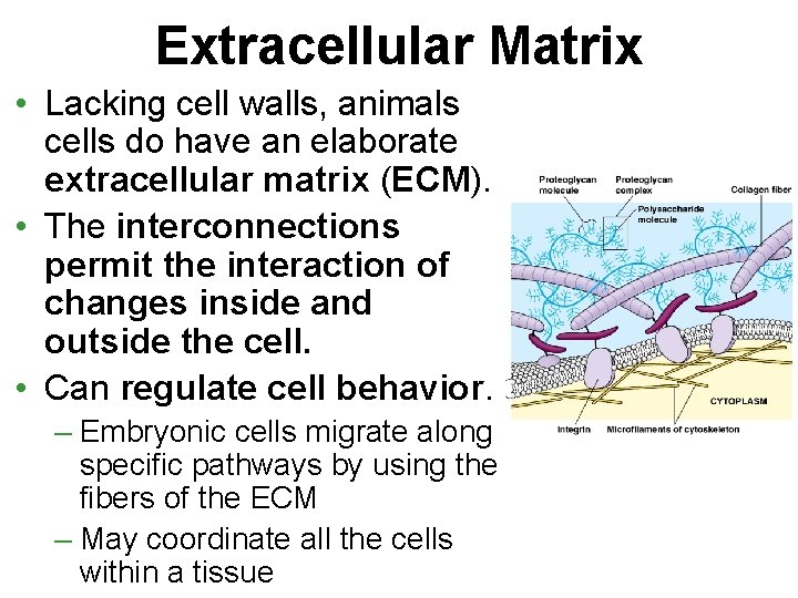 Extracellular Matrix • Lacking cell walls, animals cells do have an elaborate extracellular matrix