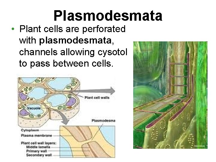 Plasmodesmata • Plant cells are perforated with plasmodesmata, channels allowing cysotol to pass between