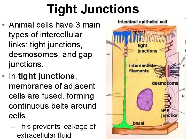 Tight Junctions • Animal cells have 3 main types of intercellular links: tight junctions,