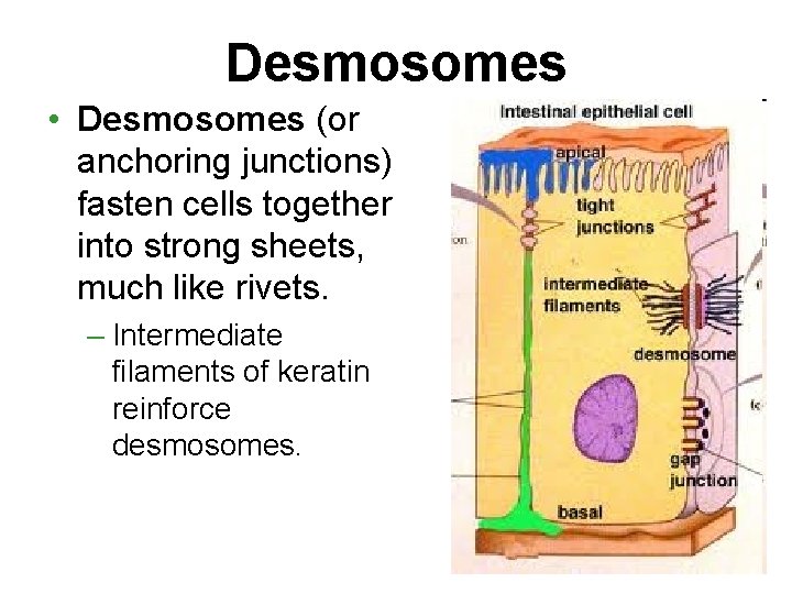 Desmosomes • Desmosomes (or anchoring junctions) fasten cells together into strong sheets, much like