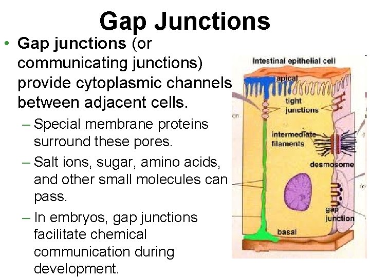 Gap Junctions • Gap junctions (or communicating junctions) provide cytoplasmic channels between adjacent cells.