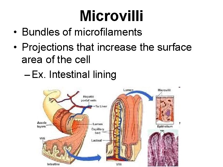 Microvilli • Bundles of microfilaments • Projections that increase the surface area of the