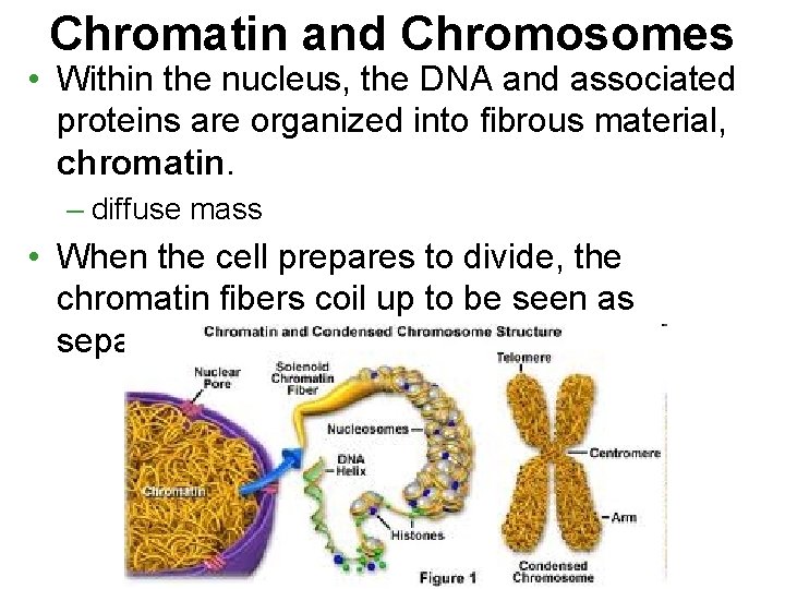 Chromatin and Chromosomes • Within the nucleus, the DNA and associated proteins are organized