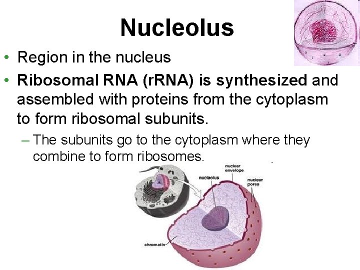 Nucleolus • Region in the nucleus • Ribosomal RNA (r. RNA) is synthesized and