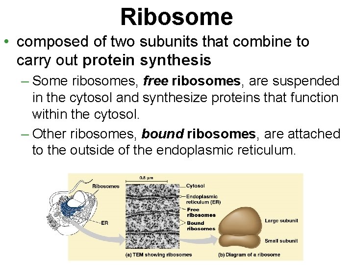 Ribosome • composed of two subunits that combine to carry out protein synthesis –