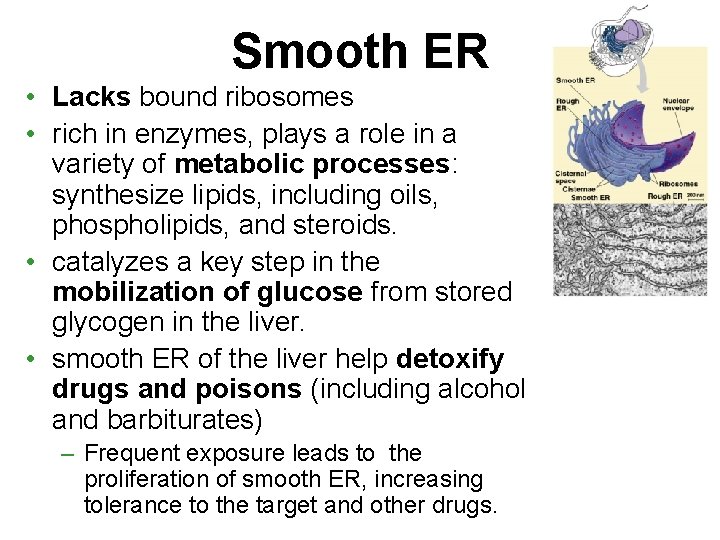 Smooth ER • Lacks bound ribosomes • rich in enzymes, plays a role in