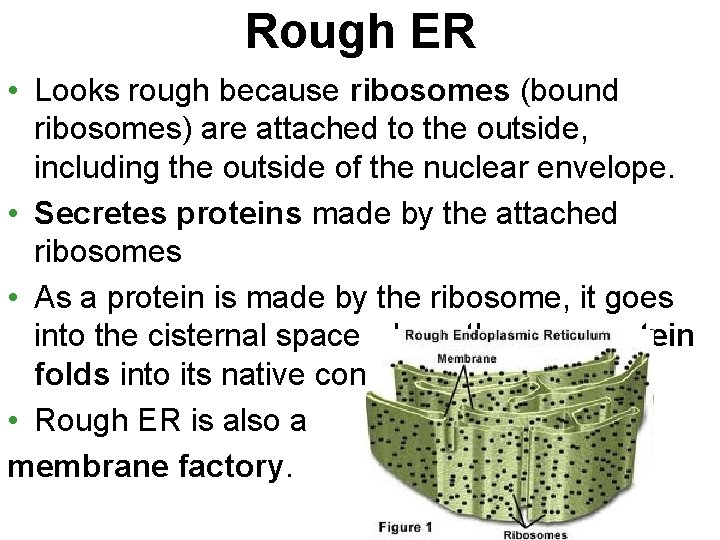 Rough ER • Looks rough because ribosomes (bound ribosomes) are attached to the outside,