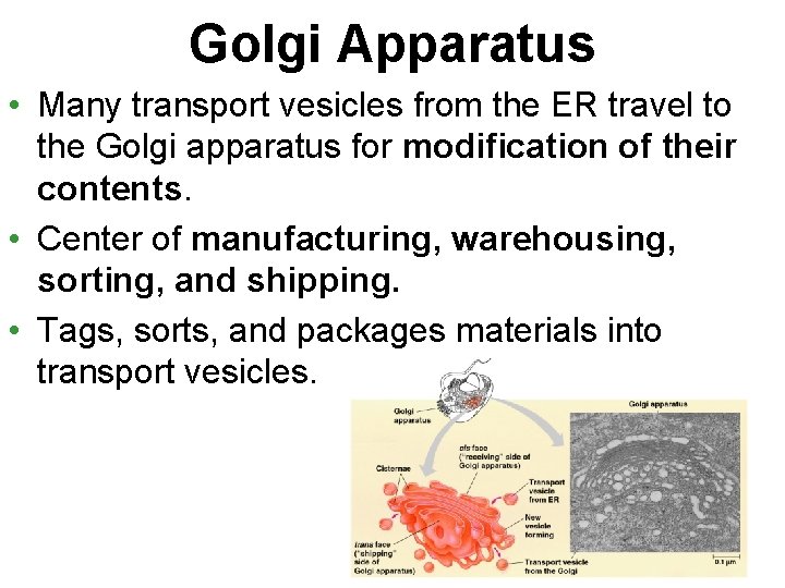 Golgi Apparatus • Many transport vesicles from the ER travel to the Golgi apparatus