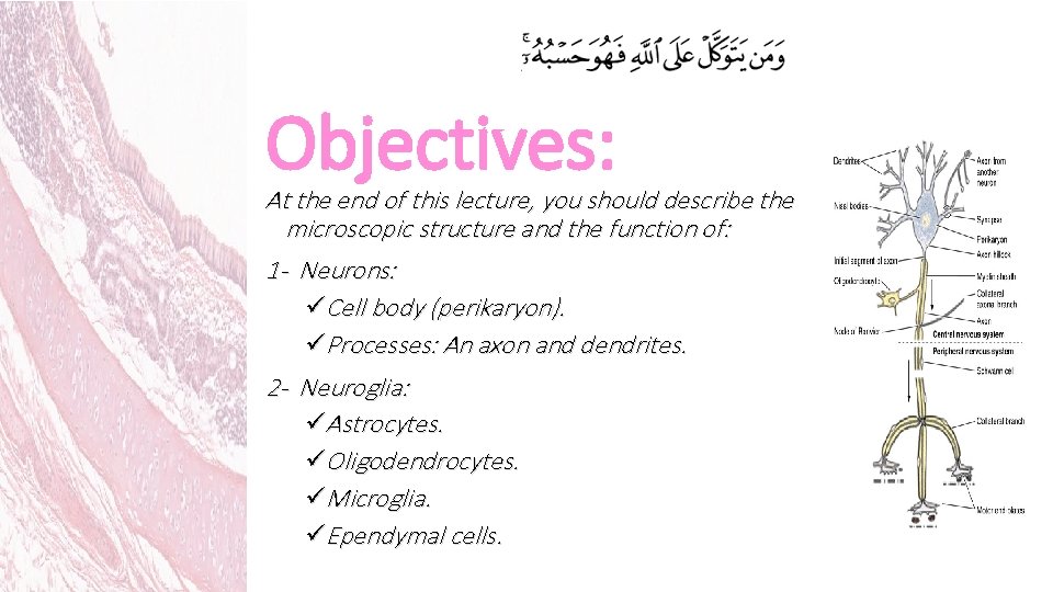 Objectives: At the end of this lecture, you should describe the microscopic structure and