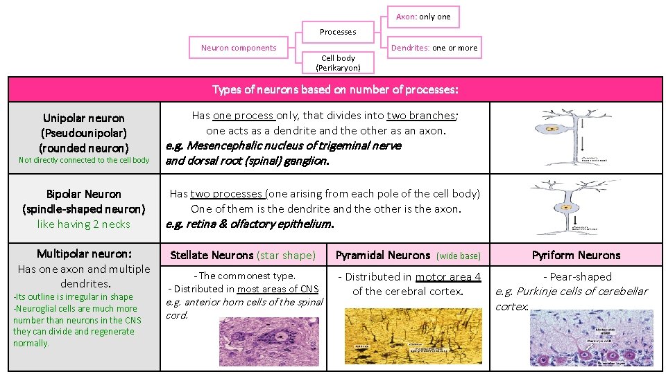 Axon: only one Processes Neuron components Cell body (Perikaryon) Dendrites: one or more Types