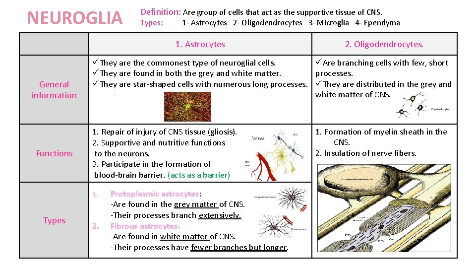 NEUROGLIA Definition: Are group of cells that act as the supportive tissue of CNS.
