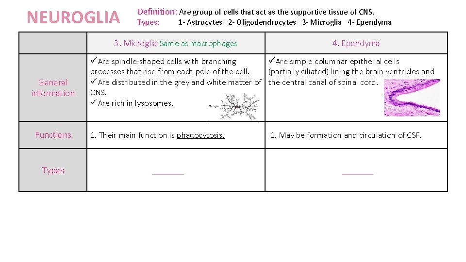 NEUROGLIA Definition: Are group of cells that act as the supportive tissue of CNS.