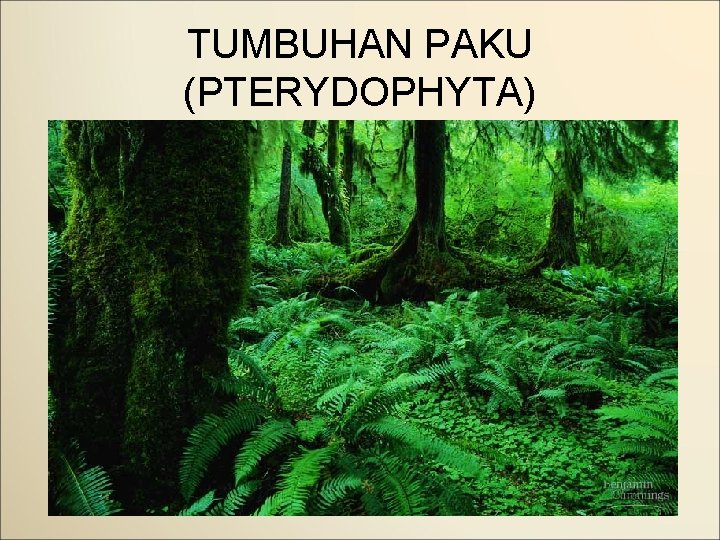 TUMBUHAN PAKU (PTERYDOPHYTA) 