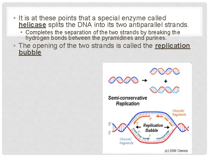  • It is at these points that a special enzyme called helicase splits