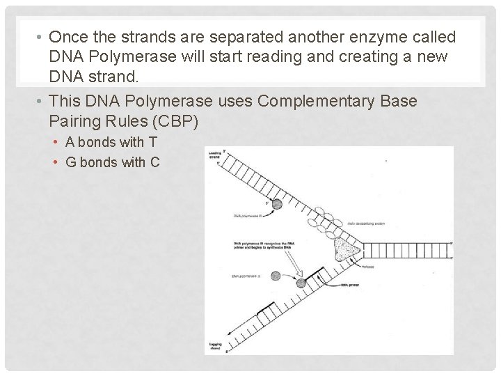  • Once the strands are separated another enzyme called DNA Polymerase will start