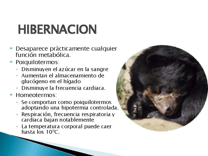 HIBERNACION Desaparece prácticamente cualquier función metabólica. Poiquilotermos: ◦ Disminuyen el azúcar en la sangre