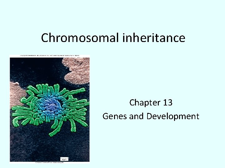 Chromosomal inheritance Chapter 13 Genes and Development Fig