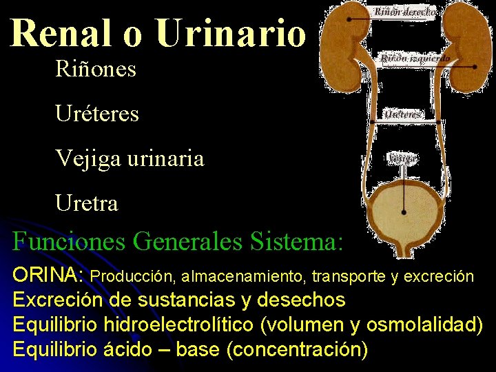 Renal o Urinario Riñones Uréteres Vejiga urinaria Uretra Funciones Generales Sistema: ORINA: Producción, almacenamiento,