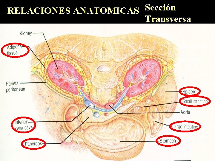 RELACIONES ANATOMICAS Sección Transversa 