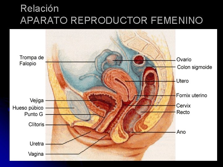 Relación APARATO REPRODUCTOR FEMENINO 