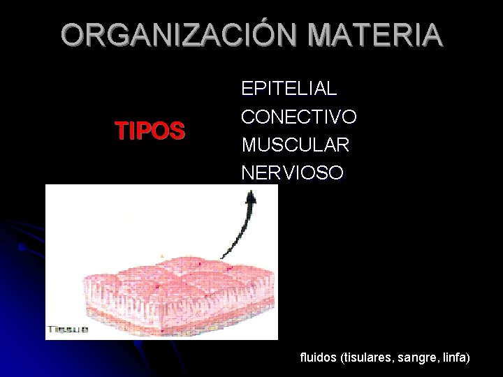 ORGANIZACIÓN MATERIA TIPOS EPITELIAL CONECTIVO MUSCULAR NERVIOSO fluidos (tisulares, sangre, linfa) 