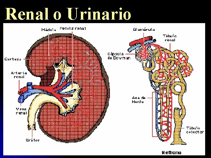 Renal o Urinario 