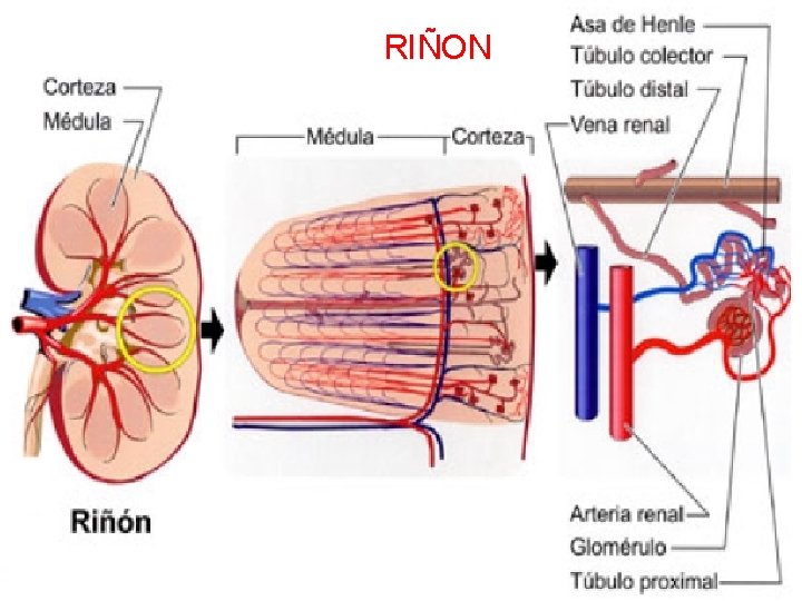 RIÑON 