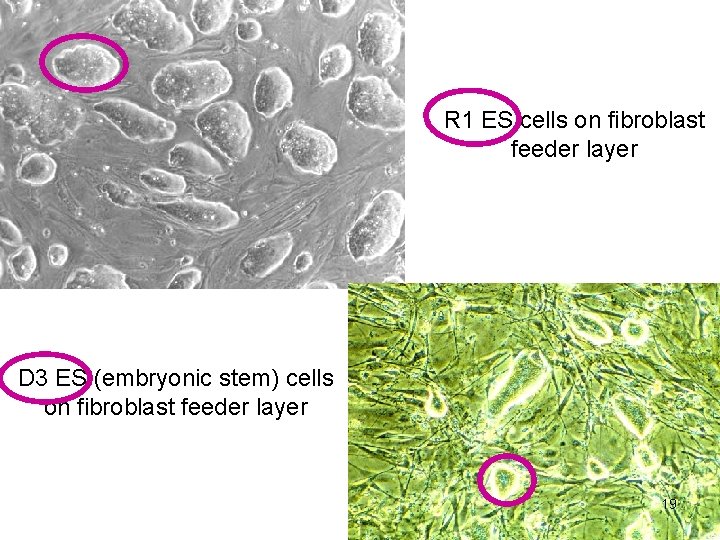 R 1 ES cells on fibroblast feeder layer D 3 ES (embryonic stem) cells