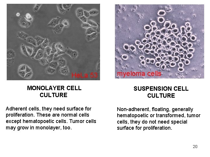 He. La 53 MONOLAYER CELL CULTURE Adherent cells, they need surface for proliferation. These