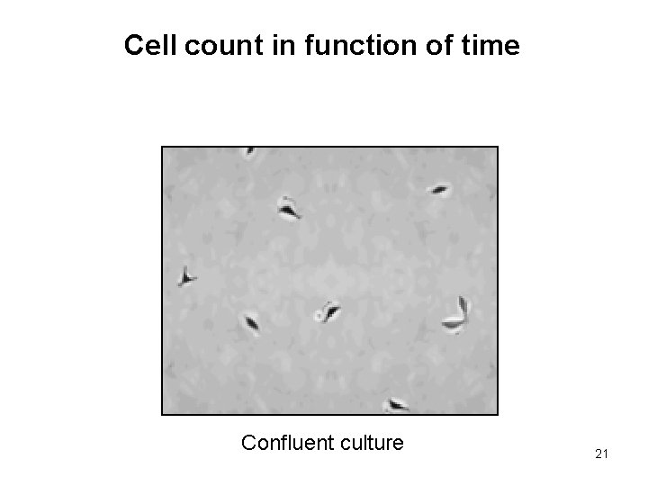 Cell count in function of time Confluent culture 21 