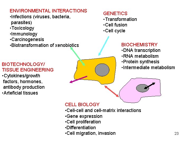 ENVIRONMENTAL INTERACTIONS • Infections (viruses, bacteria, parasites) • Toxicology • Immunology • Carcinogenesis •