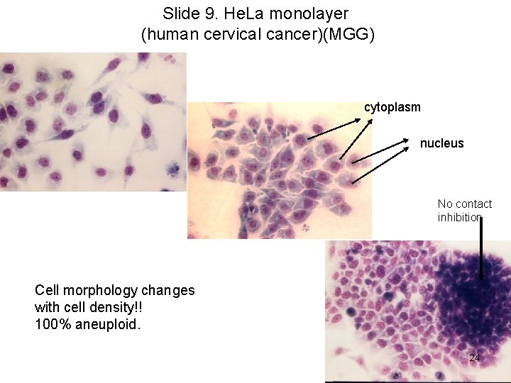 Slide 9. He. La monolayer (human cervical cancer)(MGG) cytoplasm nucleus No contact inhibition Cell