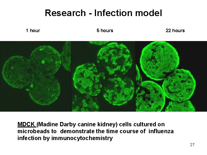 Research - Infection model 1 hour 5 hours 22 hours MDCK (Madine Darby canine