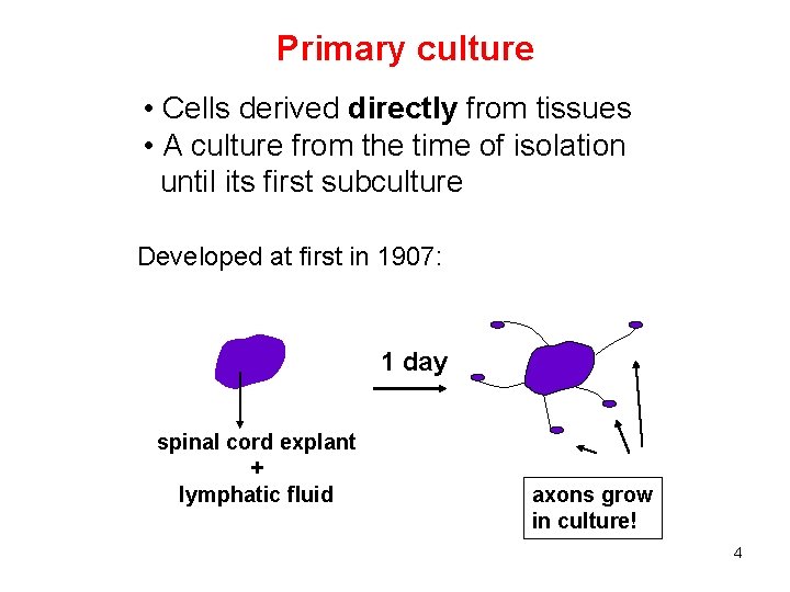 Primary culture • Cells derived directly from tissues • A culture from the time