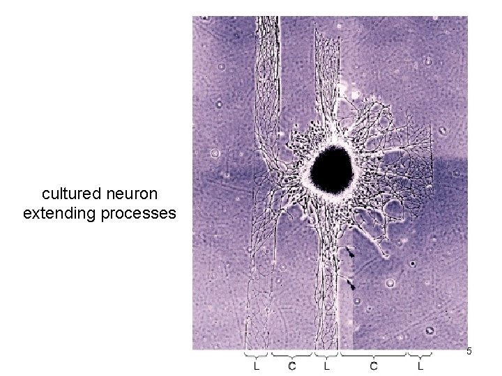 cultured neuron extending processes 5 